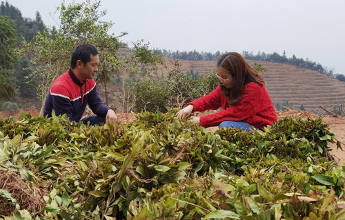 醴陵市政府引領(lǐng)綠色發(fā)展 新建1500畝五彩茶園推動(dòng)農(nóng)副產(chǎn)品銷售