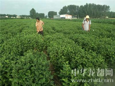 西華縣清河驛鄉(xiāng) 扶貧菊花香飄四方，農(nóng)副產(chǎn)品銷售譜新篇