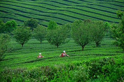 茶韻飄香武陵山，產(chǎn)業(yè)振興新篇章——首屆“秀山毛尖”杯茶王賽暨第二屆武陵山茶文化節(jié)成功舉辦，農(nóng)副產(chǎn)品銷售成果喜人