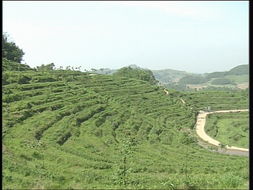 品味自然精華，探尋茶葉種植基地與農(nóng)副產(chǎn)品銷售之旅
