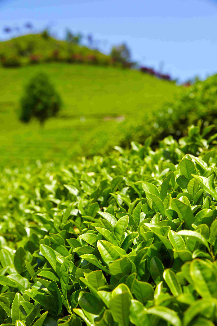 卵形葉 從高清圖片解析到茶葉種植的藝術(shù)