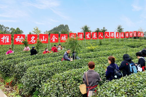 埋頭種茶 抬頭探路——四川春茶主產區走訪見聞